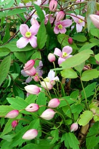 Clematis mont. Rubens Orman Asması fidanı