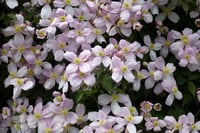Clematis montana rubens - 0-20 cm