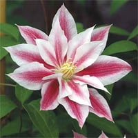 Clematis Orman Asması fidanı - Andromeda