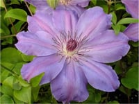 Clematis Orman Asması fidanı - Baltyk