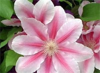 Clematis Orman Asması fidanı - Bees jubilee