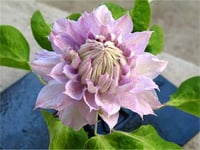 Clematis Orman Asması fidanı - Belle of woking