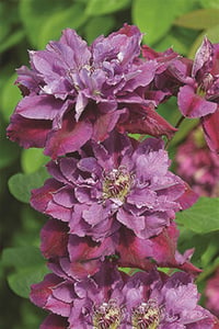 Clematis Orman Asması fidanı - Birthday Girl