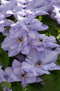 Clematis Orman Asması fidanı - Blue Cotillion