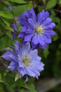 Clematis Orman Asması fidanı - Copernicus 