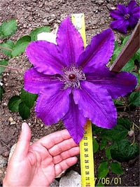 Clematis Orman Asması fidanı - Crolowa Kacper