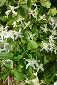 Clematis Orman Asması fidanı - Early Snow