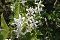 Clematis Orman Asması fidanı - Early Snow