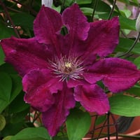 Clematis Orman Asması fidanı - Ernest markham