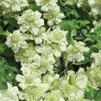 Clematis Orman Asması fidanı - florida Alba Plena