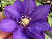 Clematis Orman Asması fidanı - Frau Mikiko