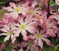 Clematis Orman Asması fidanı - Frau Susanne