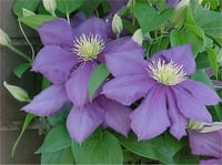 Clematis Orman Asması fidanı - General Sikorski