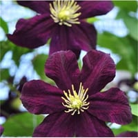 Clematis Orman Asması fidanı - Gizela