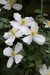 Clematis Orman Asması fidanı Grandiflora