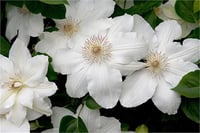 Clematis Orman Asması fidanı - Hagley hybrid