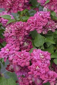 Clematis Orman Asması fidanı - Hot Kisses
