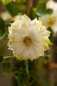 Clematis Orman Asması fidanı - Isago