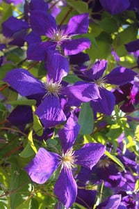 Clematis Orman Asması fidanı - Jackmanii