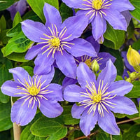 Clematis Orman Asması fidanı - Justa