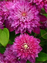 Clematis Orman Asması fidanı - Kaiser