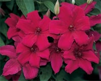Clematis Orman Asması fidanı - Kardynal Wyszynski