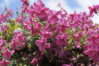 Clematis Orman Asması fidanı - Krakowiak