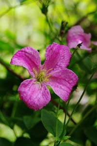 Clematis Orman Asması fidanı - Krakowiak