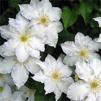 Clematis Orman Asması fidanı - Marie boisselot