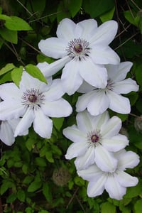 Clematis Orman Asması fidanı Miss Bateman