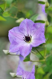 Clematis Orman Asması fidanı - Morning Sky