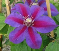 Clematis Orman Asması fidanı - Mrs N. Thompson