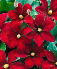 Clematis Orman Asması fidanı - Niobe