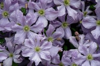 Clematis Orman Asması fidanı - Prince Charles - 0-40 cm