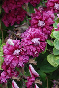 Clematis Orman Asması fidanı - Purpurea Plena Elegans
