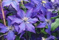 Clematis Orman Asması fidanı - Rhapsody