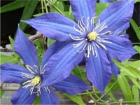 Clematis Orman Asması fidanı - Rhapsody