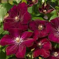 Clematis Orman Asması fidanı - Rouge Cardinal