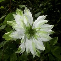 Clematis Orman Asması fidanı - Sen no Kaze