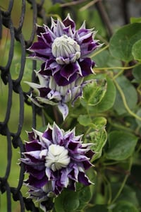 Clematis Orman Asması fidanı - Shin-shigyoku