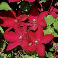 Clematis Orman Asması fidanı - Solidarnosc