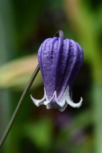 Clematis Orman Asması fidanı - Sophie