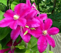 Clematis Orman Asması fidanı - Sunset
