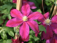 Clematis Orman Asması fidanı - Sunset