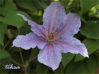 Clematis Orman Asması fidanı - Teksa