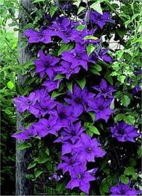 Clematis Orman Asması fidanı - The President