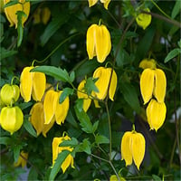 Clematis Orman Asması fidanı - tibetiana tangutica Sarı