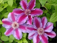 Clematis Orman Asması fidanı - Tudor