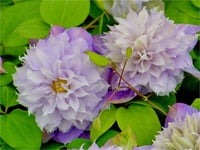 Clematis Orman Asması fidanı - Veronicas Choice