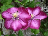 Clematis Orman Asması fidanı - Ville de lyon